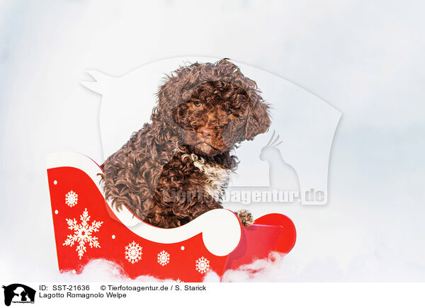Lagotto Romagnolo Welpe / SST-21636