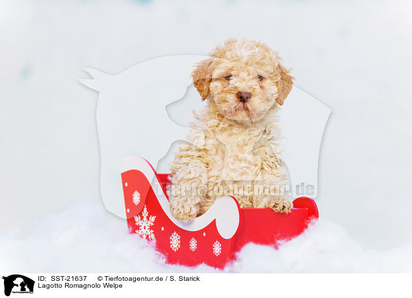 Lagotto Romagnolo Welpe / SST-21637