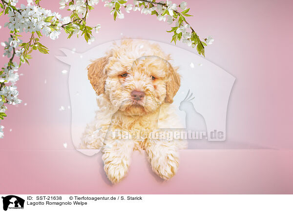 Lagotto Romagnolo Welpe / SST-21638