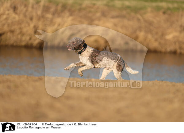 Lagotto Romagnolo am Wasser / Lagotto Romagnolo on the riverbank / KB-07204
