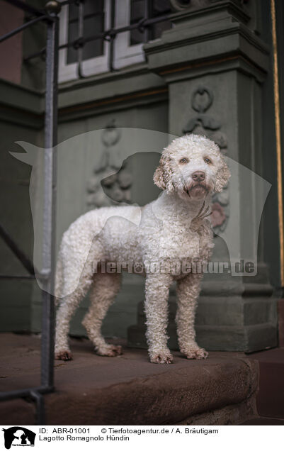 Lagotto Romagnolo Hndin / female Lagotto Romagnolo / ABR-01001