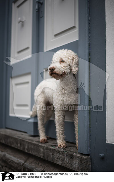 Lagotto Romagnolo Hndin / female Lagotto Romagnolo / ABR-01003