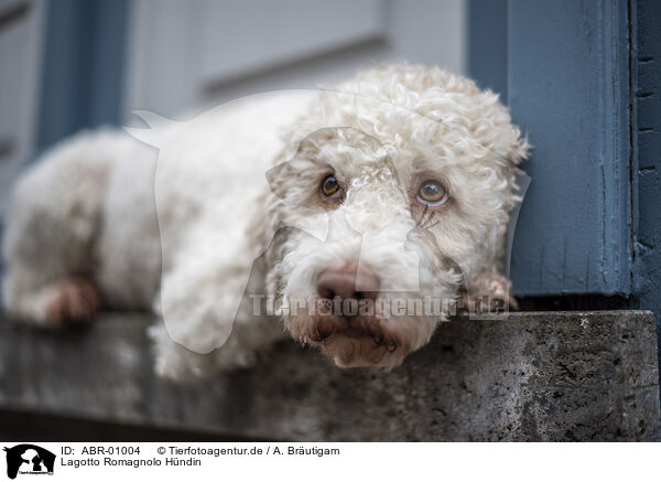 Lagotto Romagnolo Hndin / female Lagotto Romagnolo / ABR-01004