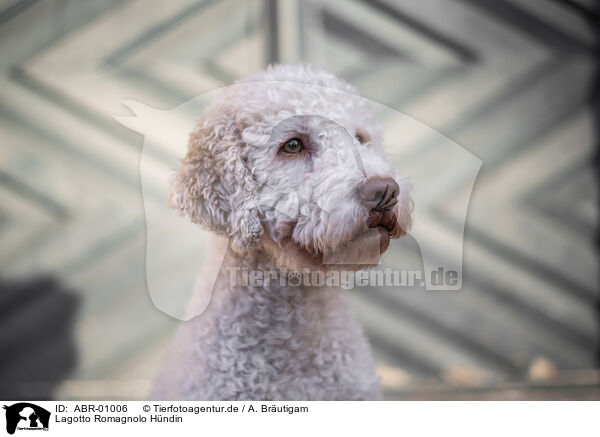 Lagotto Romagnolo Hndin / female Lagotto Romagnolo / ABR-01006