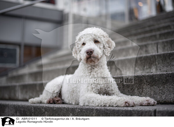 Lagotto Romagnolo Hndin / female Lagotto Romagnolo / ABR-01011