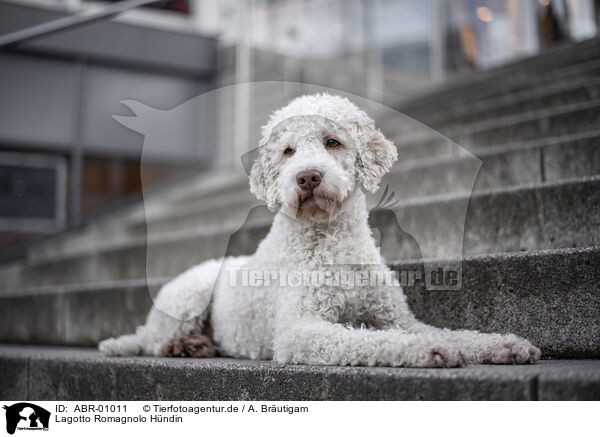 Lagotto Romagnolo Hndin / ABR-01011