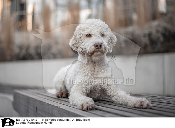 Lagotto Romagnolo Hndin / female Lagotto Romagnolo / ABR-01012