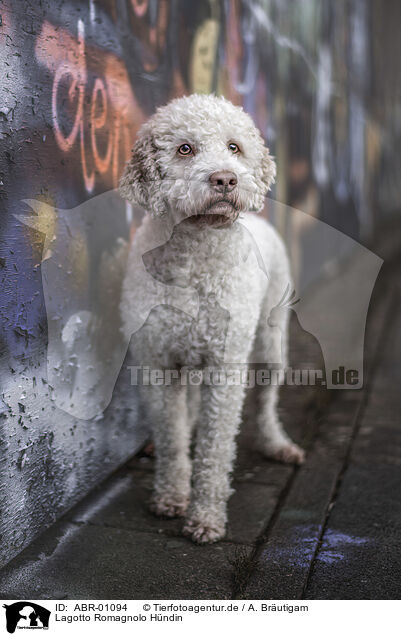 Lagotto Romagnolo Hndin / female Lagotto Romagnolo / ABR-01094