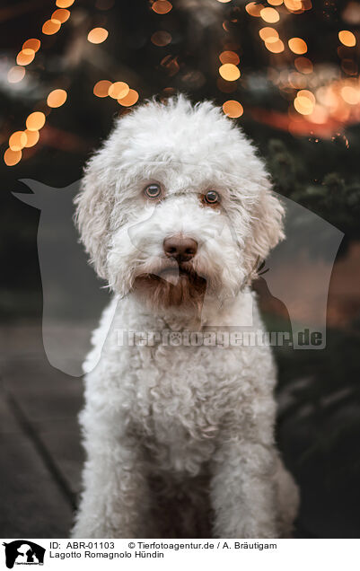 Lagotto Romagnolo Hndin / ABR-01103