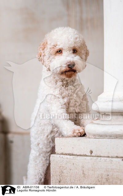 Lagotto Romagnolo Hndin / ABR-01108