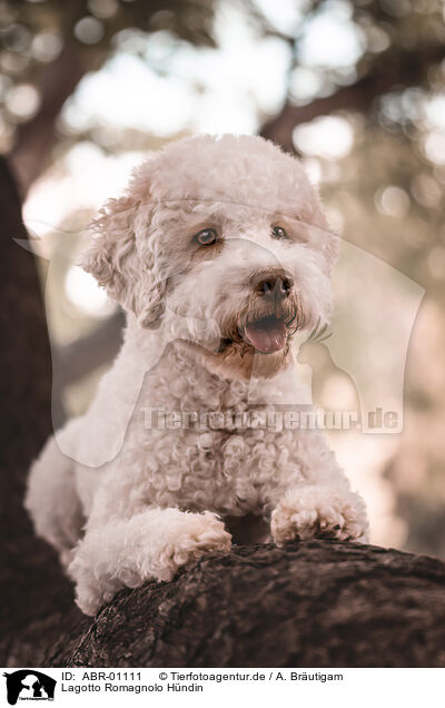Lagotto Romagnolo Hndin / female Lagotto Romagnolo / ABR-01111