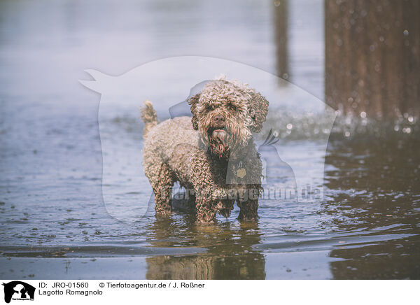 Lagotto Romagnolo / Lagotto Romagnolo / JRO-01560