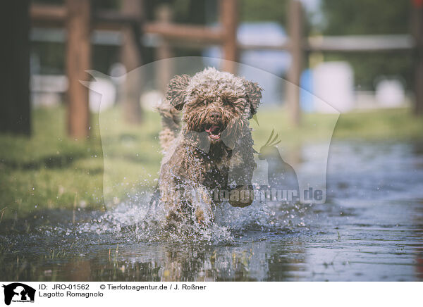 Lagotto Romagnolo / Lagotto Romagnolo / JRO-01562