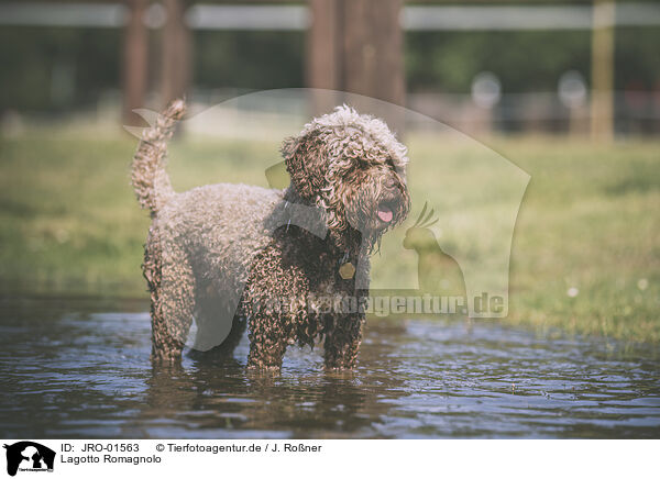 Lagotto Romagnolo / Lagotto Romagnolo / JRO-01563