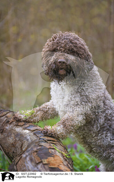 Lagotto Romagnolo / Lagotto Romagnolo / SST-22992