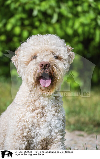 Lagotto Romagnolo Rde / male Lagotto Romagnolo / SST-23093