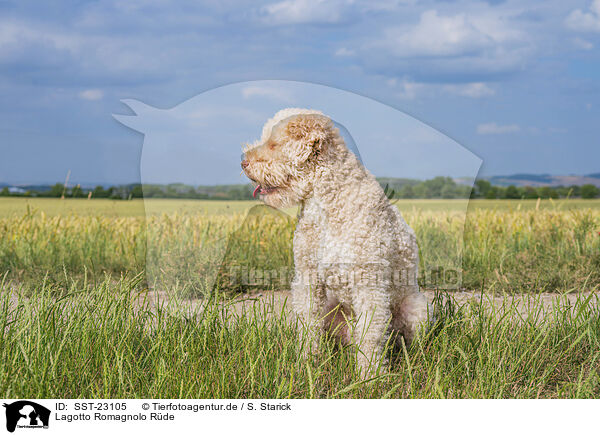 Lagotto Romagnolo Rde / male Lagotto Romagnolo / SST-23105