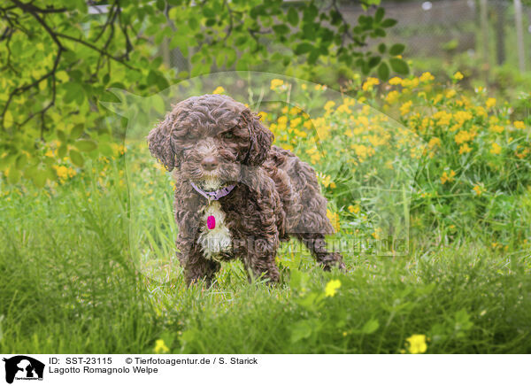 Lagotto Romagnolo Welpe / Lagotto Romagnolo Puppy / SST-23115