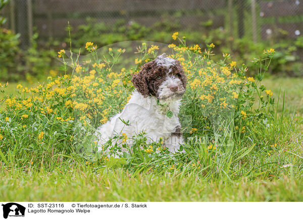 Lagotto Romagnolo Welpe / SST-23116