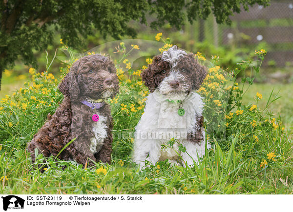 Lagotto Romagnolo Welpen / SST-23119