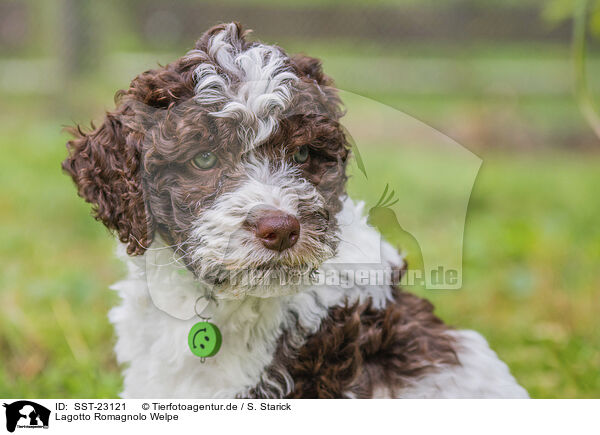 Lagotto Romagnolo Welpe / Lagotto Romagnolo Puppy / SST-23121