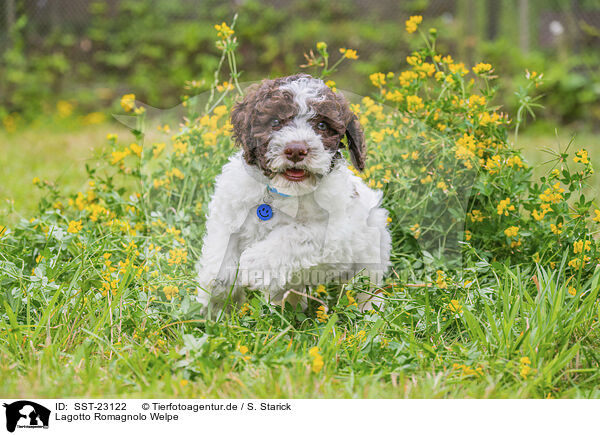 Lagotto Romagnolo Welpe / SST-23122