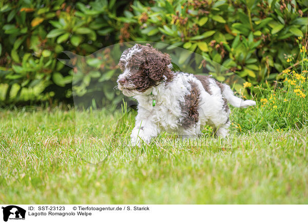 Lagotto Romagnolo Welpe / SST-23123