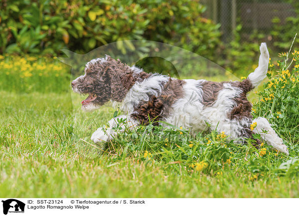 Lagotto Romagnolo Welpe / SST-23124