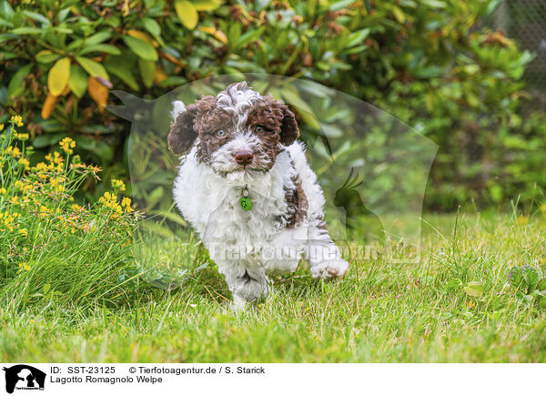 Lagotto Romagnolo Welpe / Lagotto Romagnolo Puppy / SST-23125