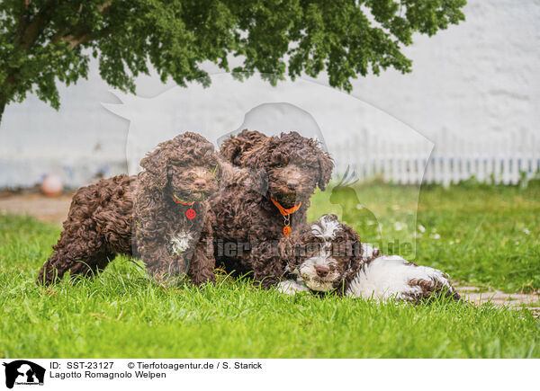 Lagotto Romagnolo Welpen / Lagotto Romagnolo Puppys / SST-23127