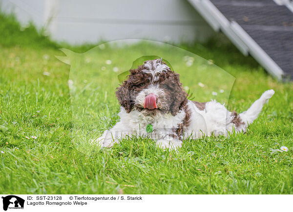 Lagotto Romagnolo Welpe / SST-23128