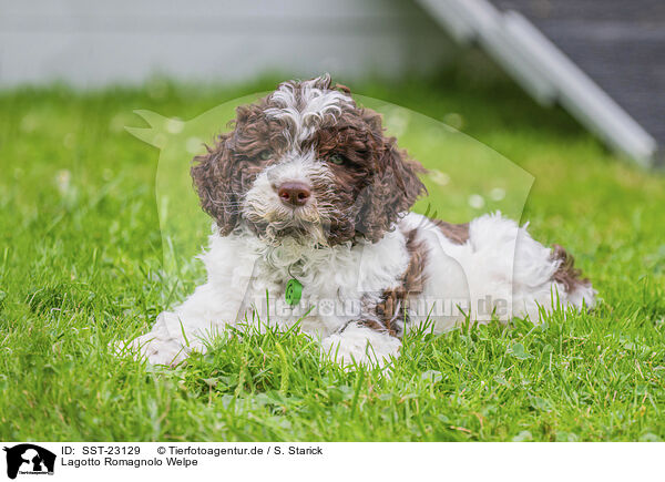 Lagotto Romagnolo Welpe / SST-23129