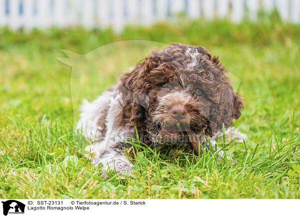 Lagotto Romagnolo Welpe / SST-23131