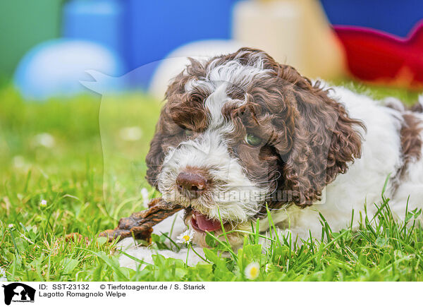 Lagotto Romagnolo Welpe / SST-23132