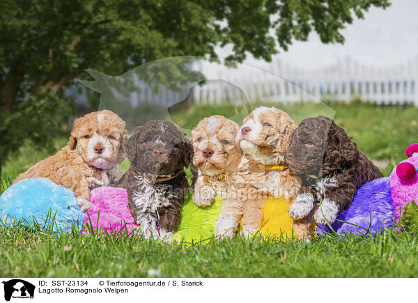 Lagotto Romagnolo Welpen / Lagotto Romagnolo Puppys / SST-23134