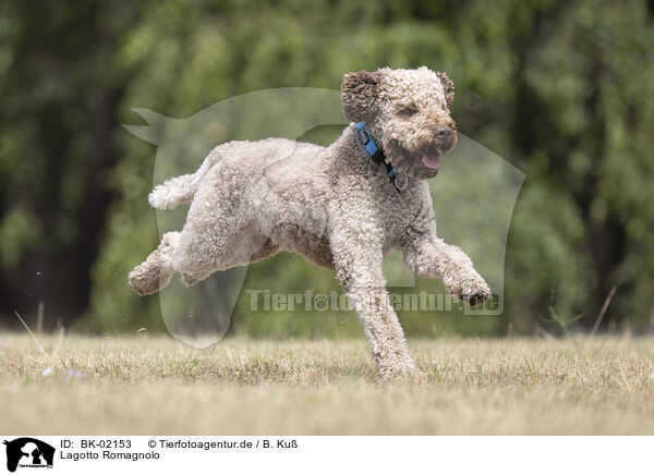 Lagotto Romagnolo / Lagotto Romagnolo / BK-02153