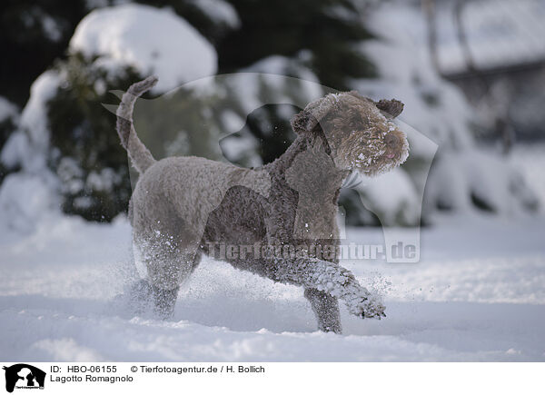 Lagotto Romagnolo / Lagotto Romagnolo / HBO-06155