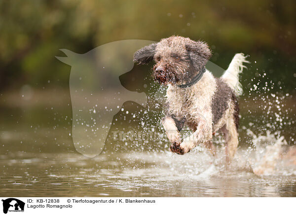 Lagotto Romagnolo / Lagotto Romagnolo / KB-12838