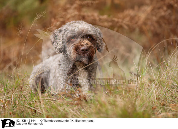 Lagotto Romagnolo / Lagotto Romagnolo / KB-13344