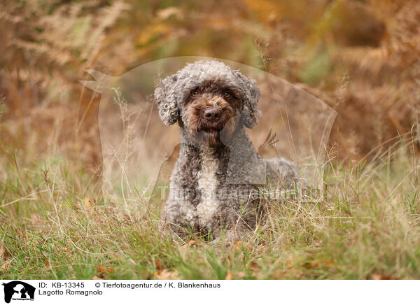 Lagotto Romagnolo / Lagotto Romagnolo / KB-13345