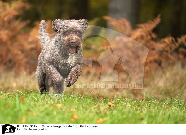 Lagotto Romagnolo / Lagotto Romagnolo / KB-13347