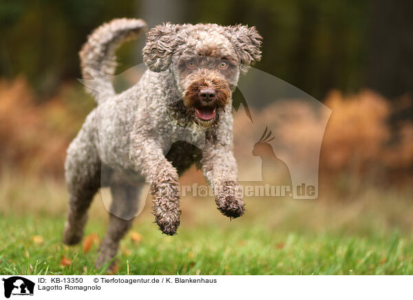 Lagotto Romagnolo / Lagotto Romagnolo / KB-13350