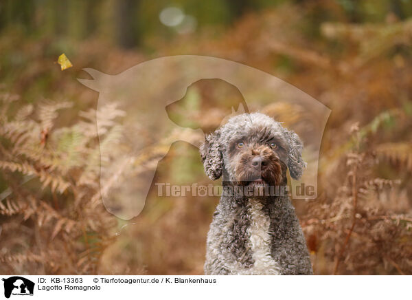 Lagotto Romagnolo / Lagotto Romagnolo / KB-13363