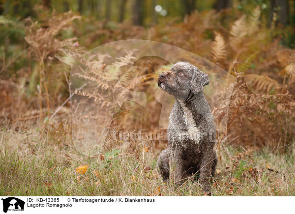 Lagotto Romagnolo / Lagotto Romagnolo / KB-13365