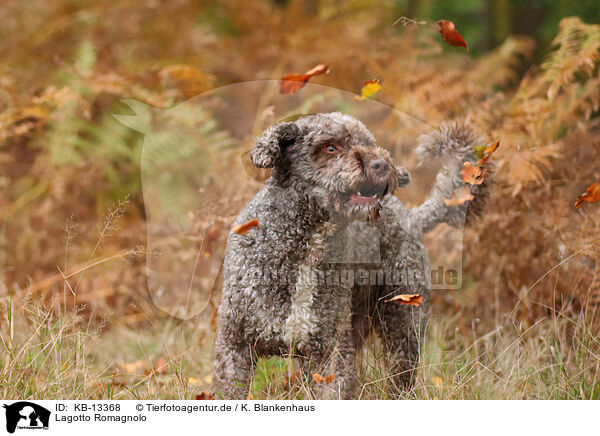 Lagotto Romagnolo / Lagotto Romagnolo / KB-13368