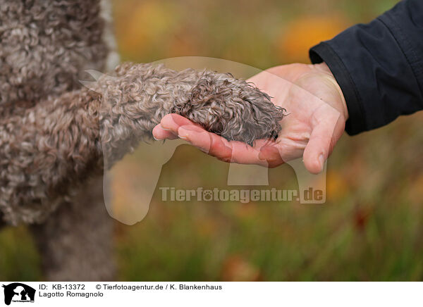 Lagotto Romagnolo / KB-13372