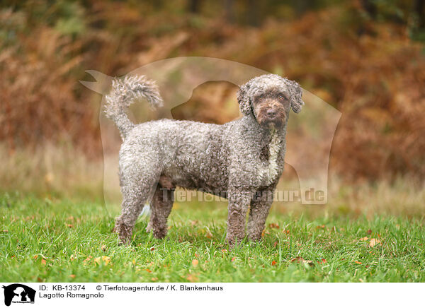 Lagotto Romagnolo / Lagotto Romagnolo / KB-13374