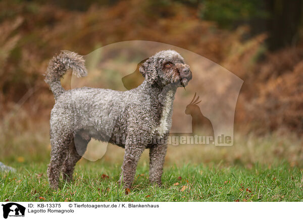 Lagotto Romagnolo / Lagotto Romagnolo / KB-13375