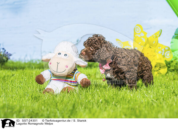 Lagotto Romagnolo Welpe / Lagotto Romagnolo puppy / SST-24301