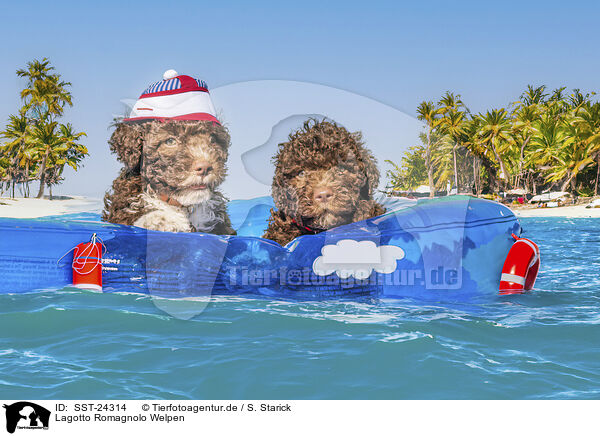 Lagotto Romagnolo Welpen / SST-24314